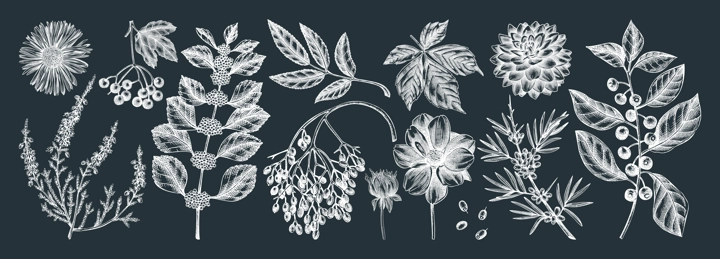 Hand-sketched autumn plants collection on chalkboard. Elegant floral sketch art. Hand-drawn fall leaves, berries, flowers sketches set. For autumn invitations, cards, wall art, print, poster.